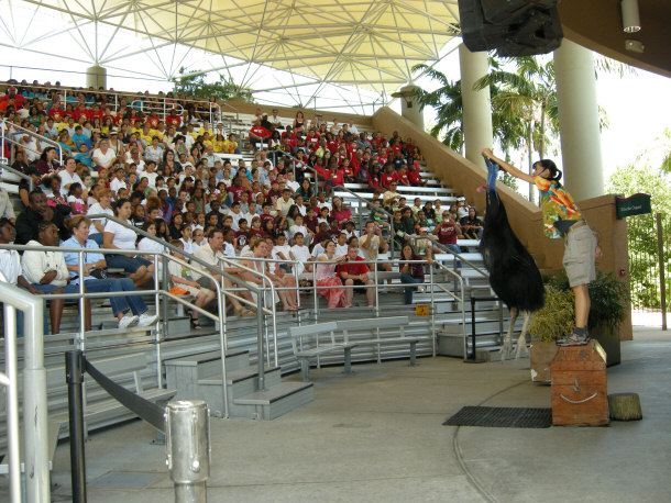 Southern Cassowary Named Mamma Cass jungle island