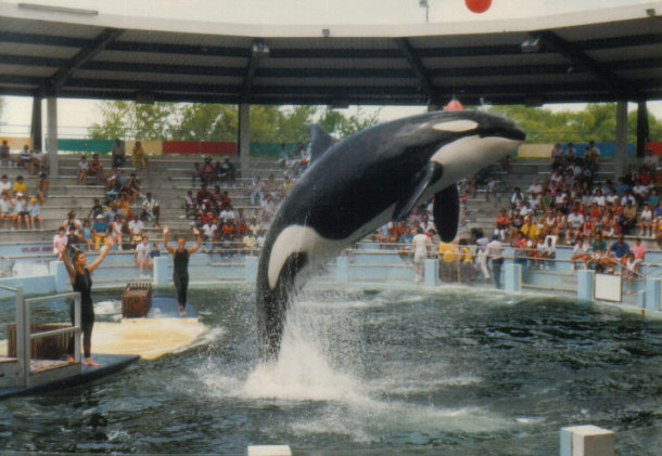 The Orca "Lolita" at Miami's Seaquarium