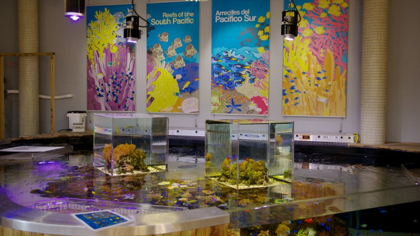 Interior and Exhibit About Coral Reefs