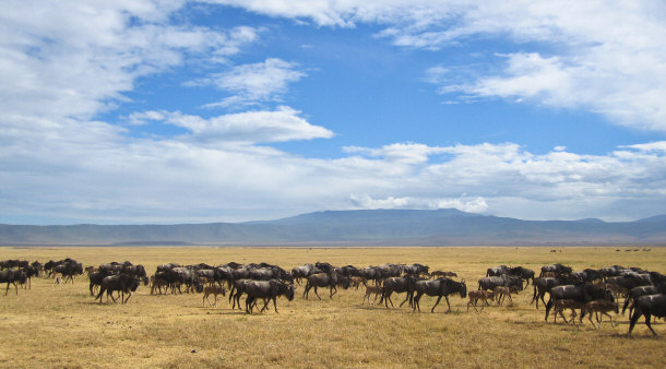 The Serengeti Great Migration - Wildebeests Pictured