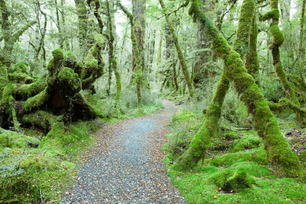 Fiordland National Park South Island New Zealand