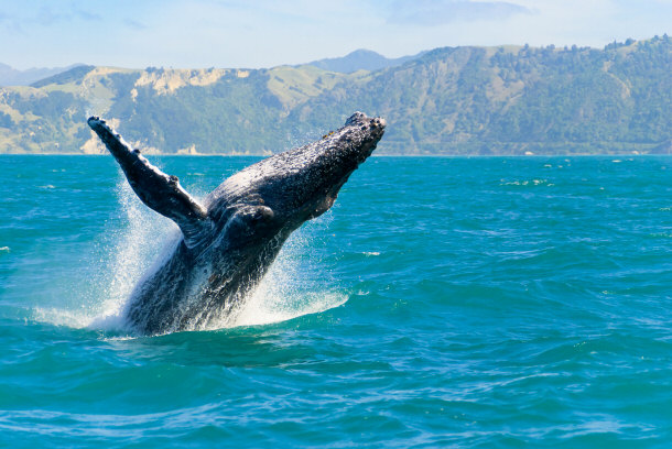 whale watching new zealand