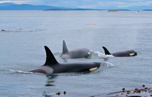 orcas swimming in harbour