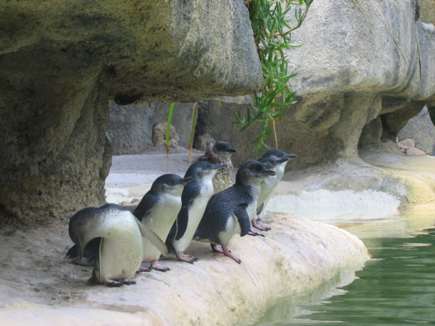 Australian Penguins in Perth Zoo