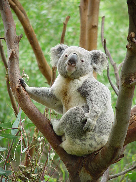 Koala Bear in the Perth Zoo
