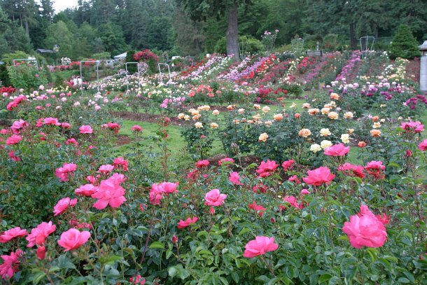 International Rose Test Garden