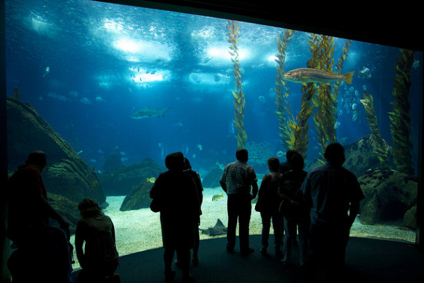 Inside of Oceanario de Lisboa