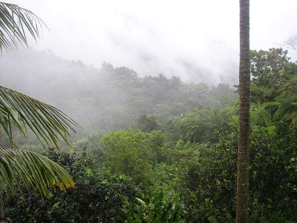 El Yunque Rain Forest 