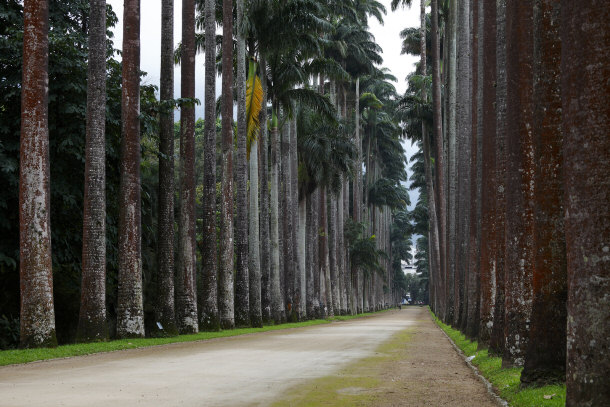 Avenue of Royal Palms