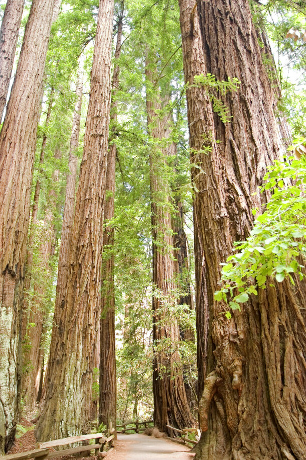 Giant Redwood Trees - Muir Woods National Park