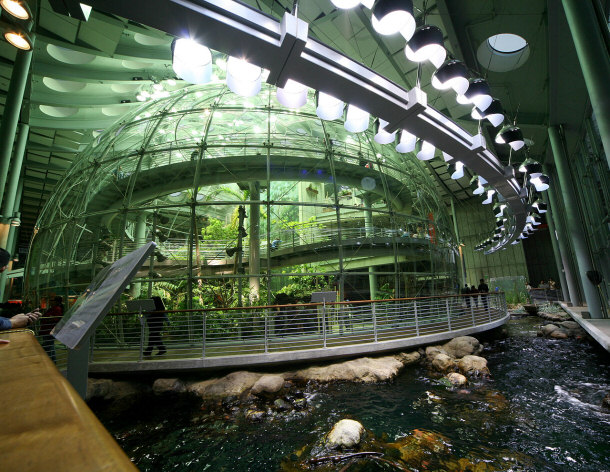 Rainforest Recreation Inside The California Academy of Sciences