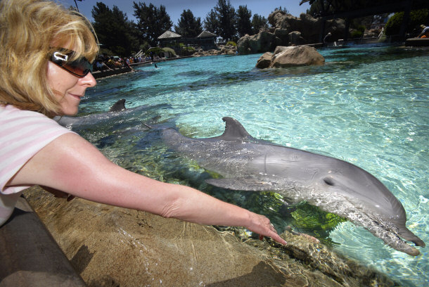 woman petting a dolphin at Sea World San Diego