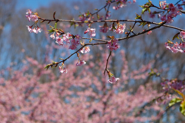 Peach Blossom by mrhayata, on Flickr Peach Blossoms