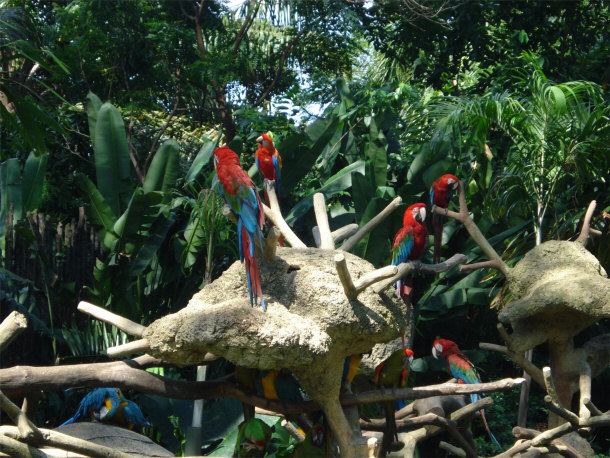 Colorful Parrots at the Jurong Bird Park