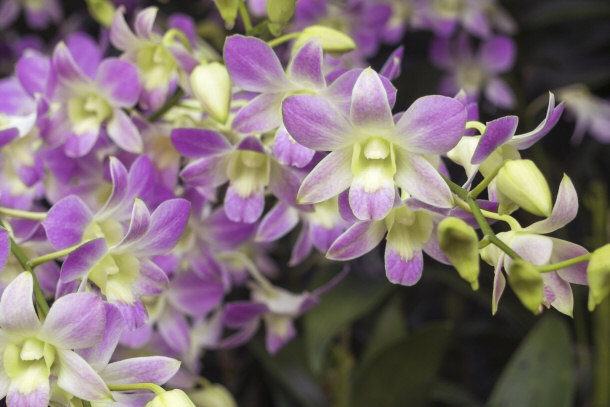 Singapore Orchids at the National Orchid Garden, Singapore