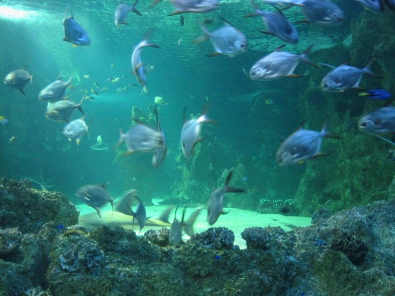 Marine Life at the Sydney Aquarium