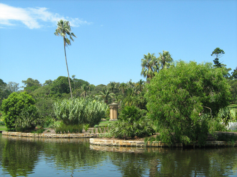 Pond and Surrounding Foliage at the Royal Botanic Gardens
