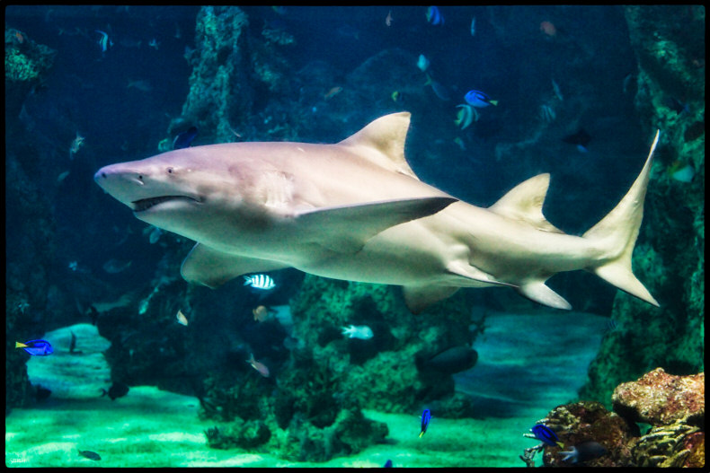 White Shark at the Sydney Aquarium