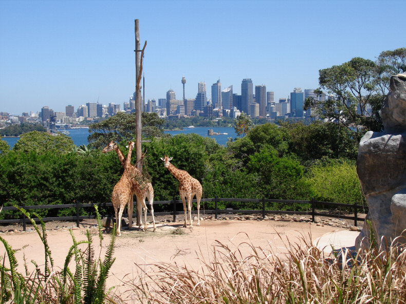 Taronga Zoo and View of Downtown Sydney