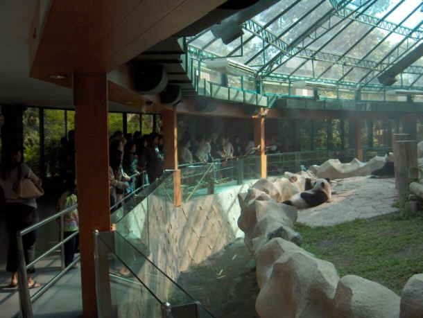 Chiang Mai Zoo Panda Exhibit