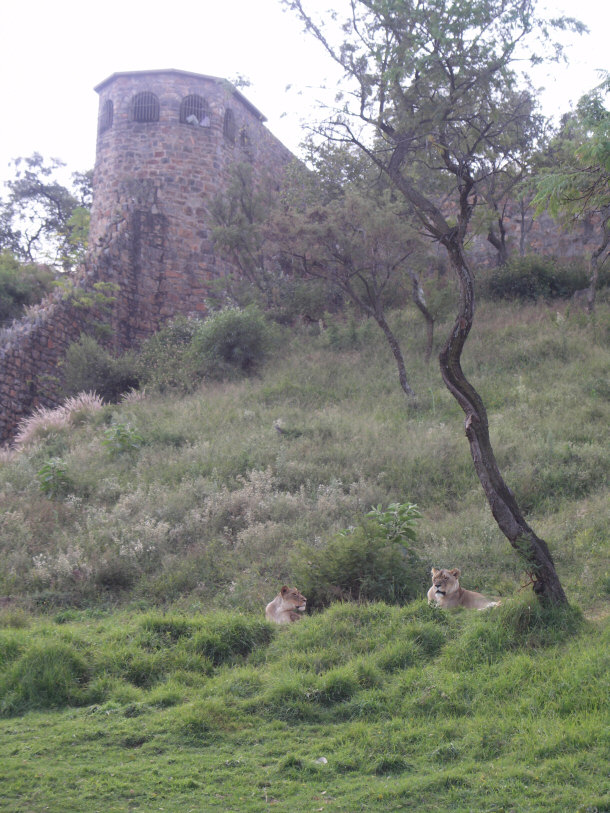 Lion Enclosure at National Zoological Gardens of South Africa