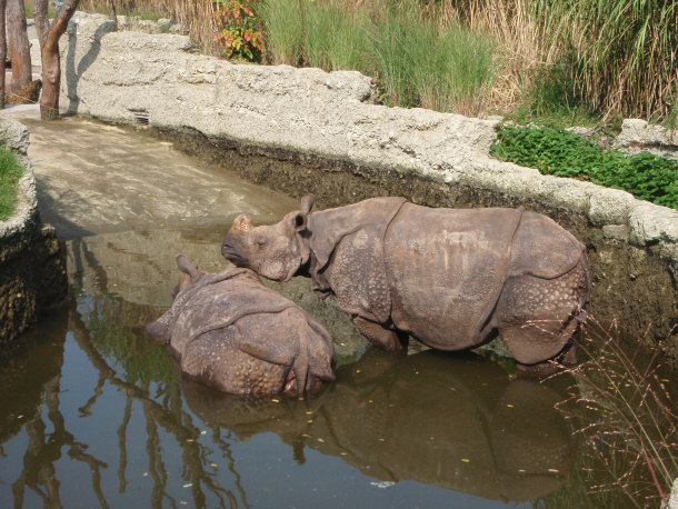 Indian Rhinos at the Basel Zoo