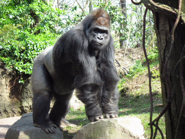 Gorilla at the Bronx Zoo