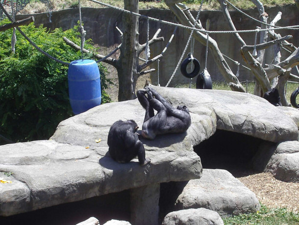 Chimpanzee Stretching and Chimp Enclosure at Wellington Zoo