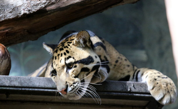 Clouded Leopard at the Nogeyama Zoological Gardens