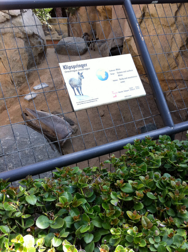 Klipsringer Enclosure tại vườn thú San Diego