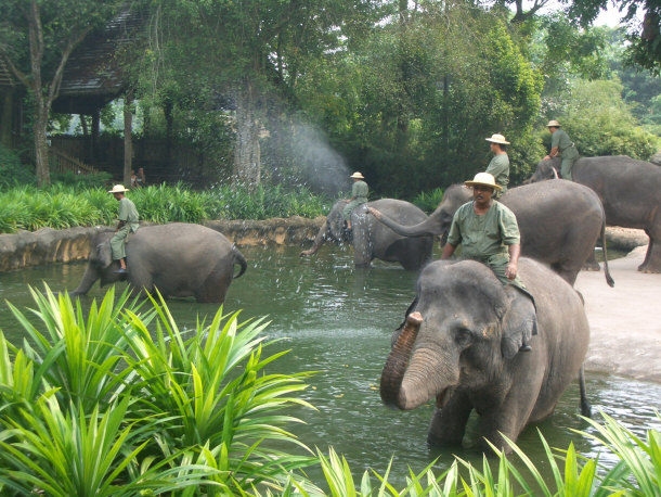 "Elephants at Work and Play" Show