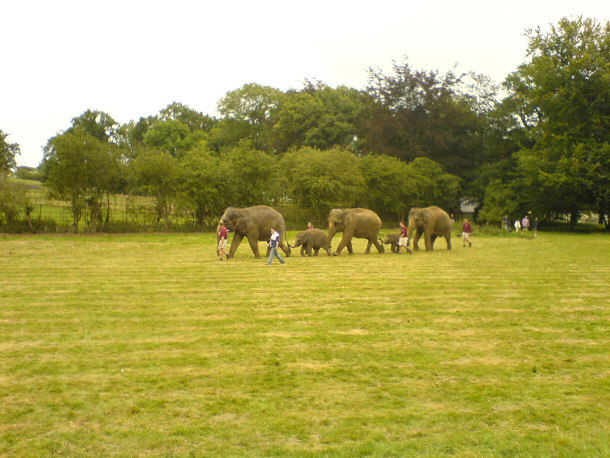 Elephants at Whipsnade Zoo