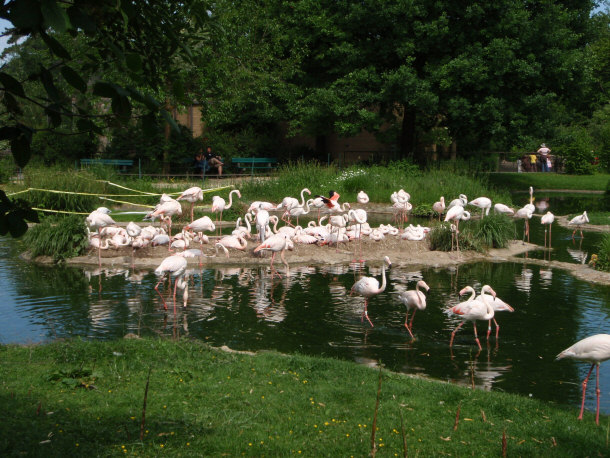 Flamingos nuôi tại Vườn thú Basel