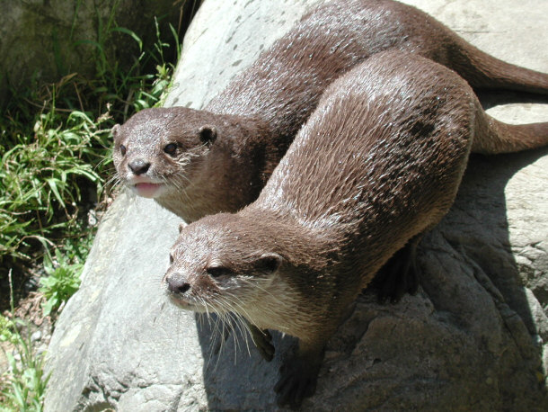 Two Otters in the Wellington Zoo