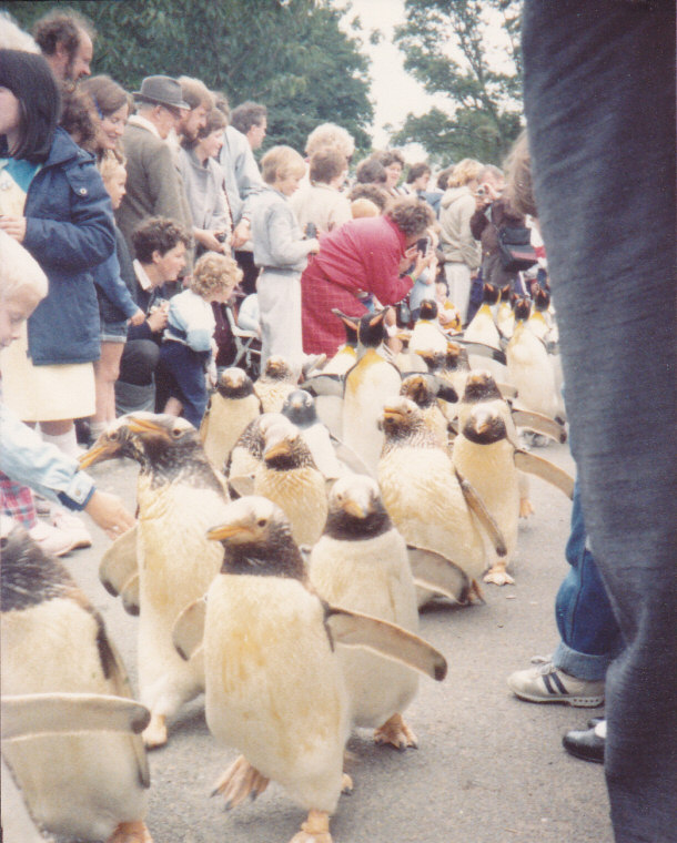 Penguin Parade từ năm 1985
