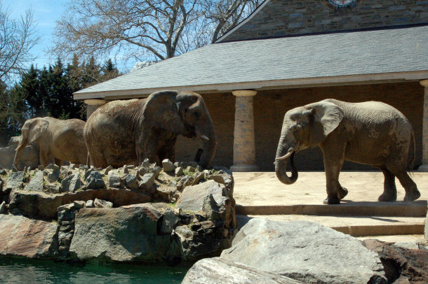 Three Elephants at the Philadelphia Zoo During Spring 2007
