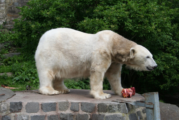 Polar Bear Đặt tên Mercedes tại vườn thú Edinburgh