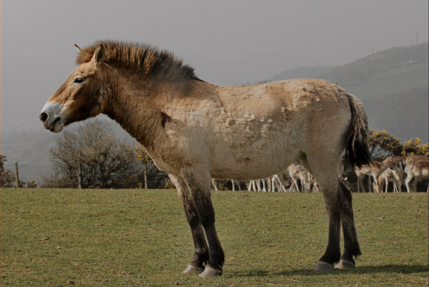 Przewalski Wild Horse