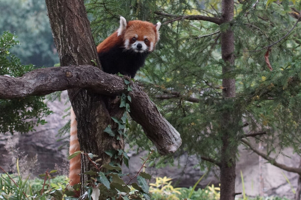 Red Panda tại 