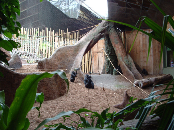 Rainforest Gorilla Habitat at the Toronto Zoo