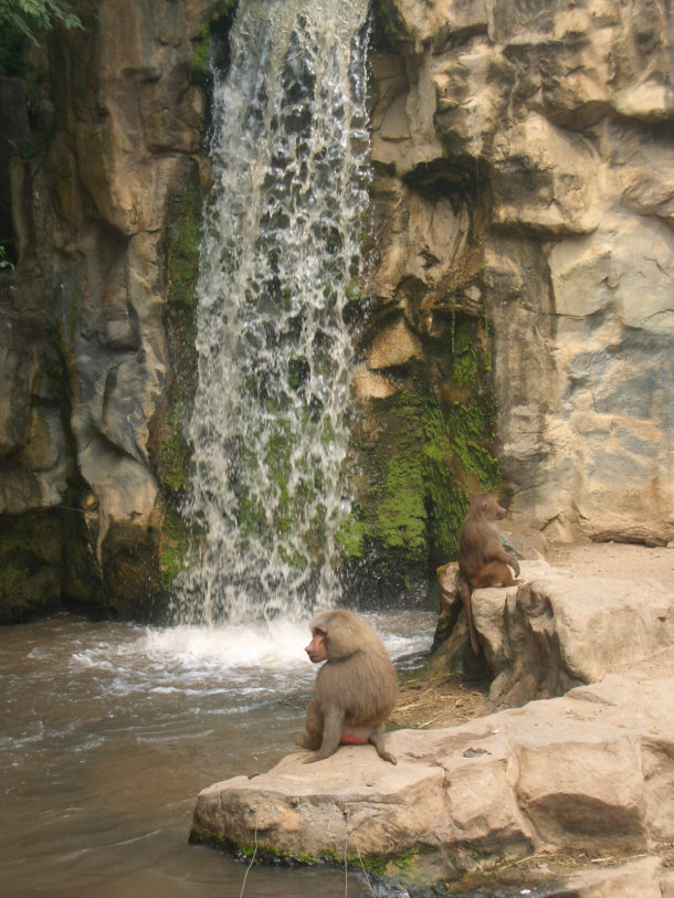 Hamadryas Baboon Enclosure at Singapore Zoo