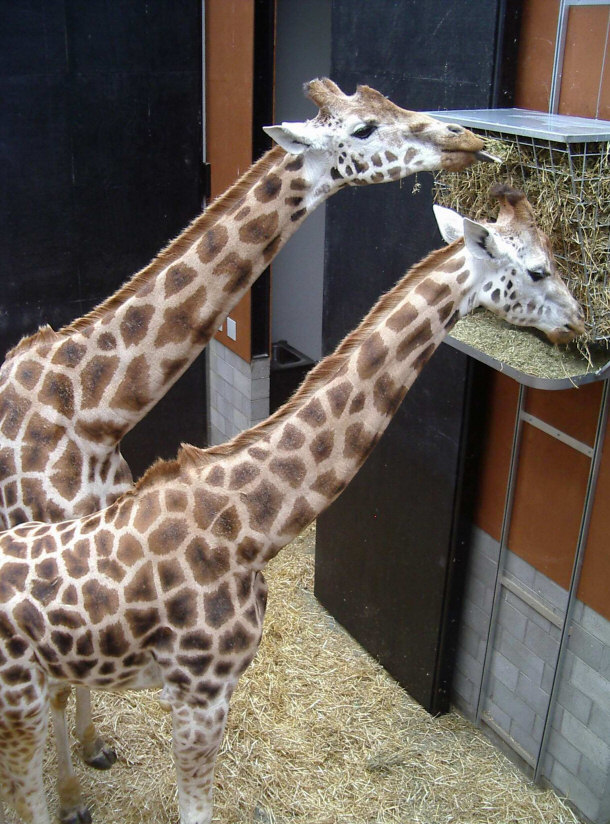 Giraffes During Feeding Time at the Wellington Zoo