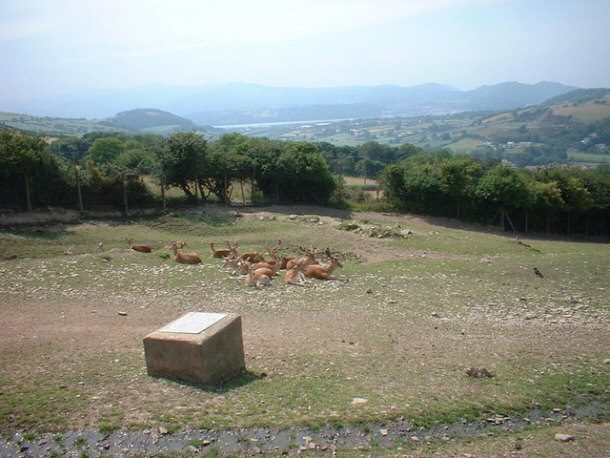 Deer Enclosure at the Welsh Mountain Zoo or Colwyn Bay Zoo