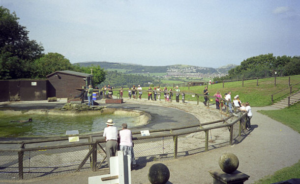 Sea Lions at the Welsh Mountain Zoo