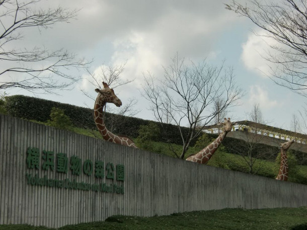 Nogeyama Zoological Gardens hoặc 