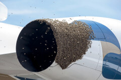 Bees on an Airplane