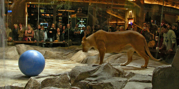 Lion Habitat at the MGM Grand