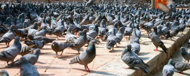 Feeding pigeons is illegal in Las Vegas, NV.
