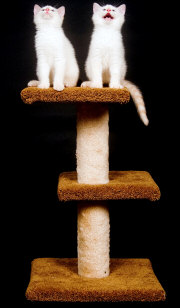 cats on a cat tree