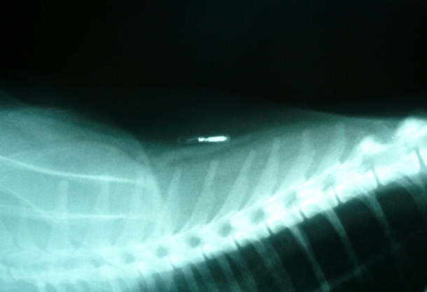 Radiograph of a Pet Cat with an Identifying Microchip